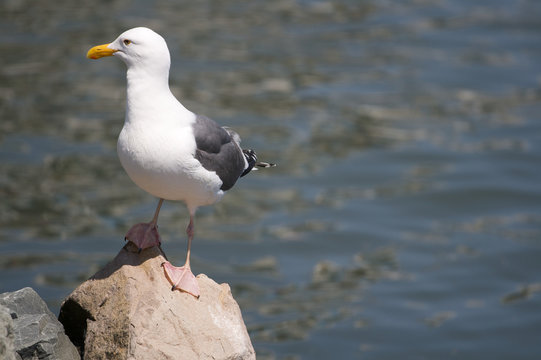 Seagull On Rock