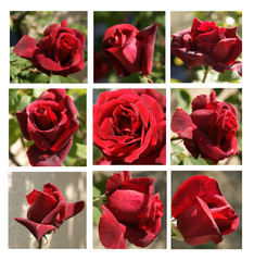 planche de roses rouges