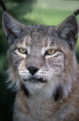 Lince Europeo