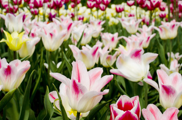 Obraz na płótnie Canvas tulips in the botanical garden