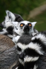 Kattas