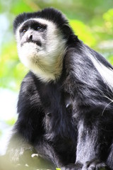 guerezas