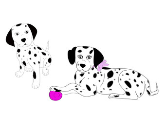 coppia di dalmata © Danys83