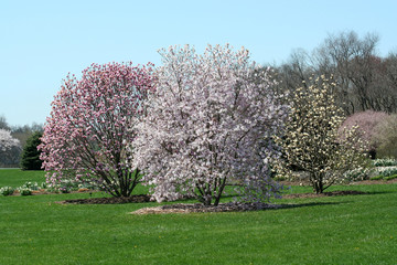 Naklejka premium Trees blooming in a park