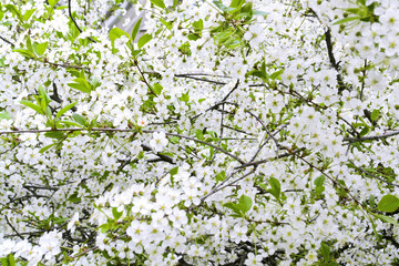 cherry blossom background