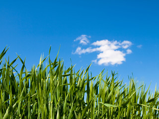 Green wheat field