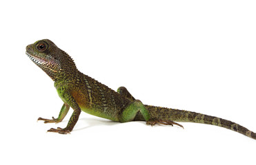 Water dragon lizard