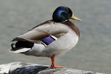 CANARD COLVERT