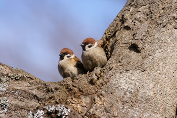 Tree Sparrows