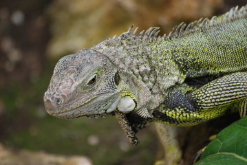 reptile