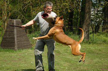 Boxer 15