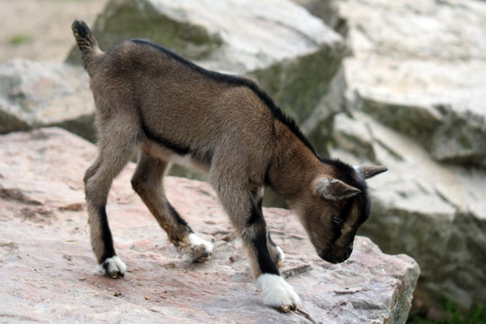 chevreau