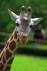 giraffe