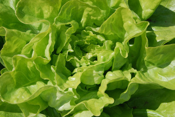 Fototapeta na wymiar Frischer Salatkopf aus dem Knoblauchsland Nürnberg