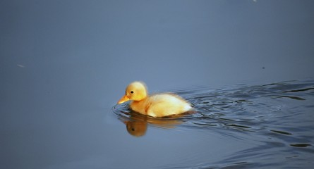 Little yelow duck
