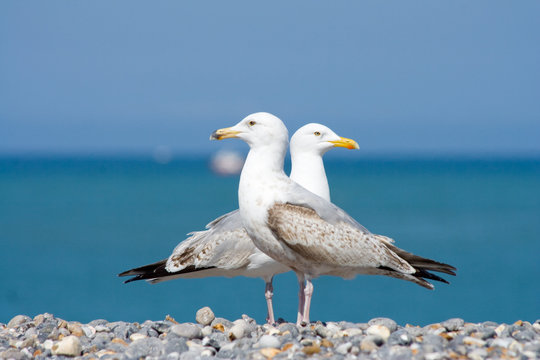 Couple de mouettes