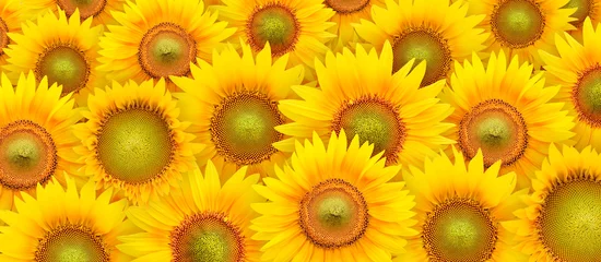 Rolgordijnen Bloemblaadjes van zonnebloemen © Amid
