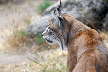 lince europeo