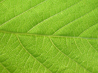 green leaf close-up background 