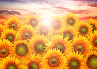 Obraz premium Field full of sunflowers in the sunset