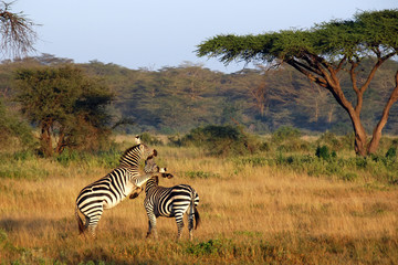 Two zebras playing around