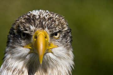 Weisskopfseeadler