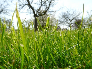 Obraz premium herbe