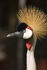 Fototapeta premium Grey Crowned Crane (Close-up)