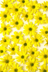 Yellow marguerites