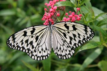 Obraz premium Giant Wood Nymph Butterfly