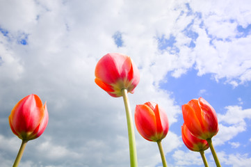 Romantic tulips growing up in the sky