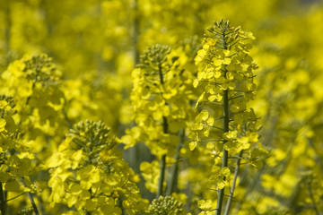 Fototapeta premium Raps