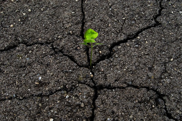 asphalt