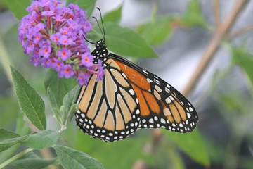 Monarch Butterfly (danaus plexippus)  