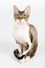 Devon rex