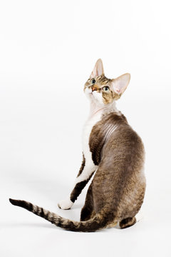 Devon rex