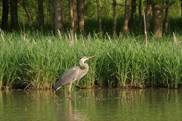 Great Blue Heron