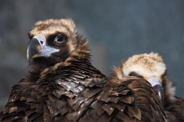 Fototapeta premium Eurasian Black Vulture (Aegypius monachus)