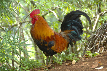 Handsome brown and black rooster against foliage background