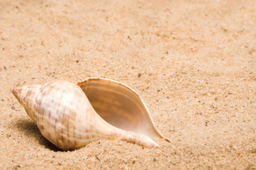 Conch Shell © Rob Byron