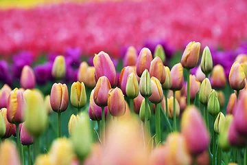 Photo sur Plexiglas Tulipe Tulipes