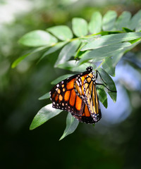 Monarch butterfly