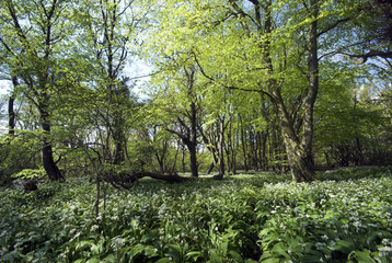 Eatable Danish Forest