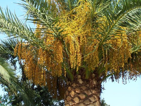 dates palm