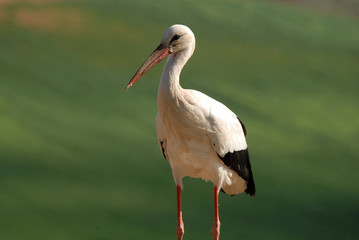 cigüeña