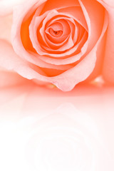 Fototapeta na wymiar half frame closeup pink rose