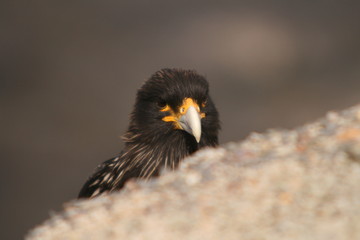 Fototapeta premium Crested Caracara