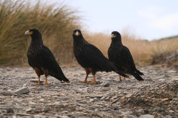 The Three Amigos