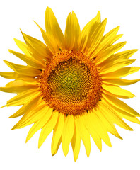 tournesol