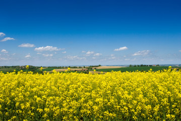 Obraz premium paysage ciel bleu genêts